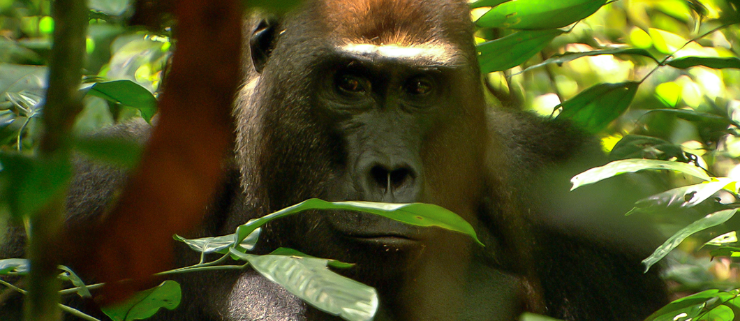 WWF Abitazione dei gorilla di pianura