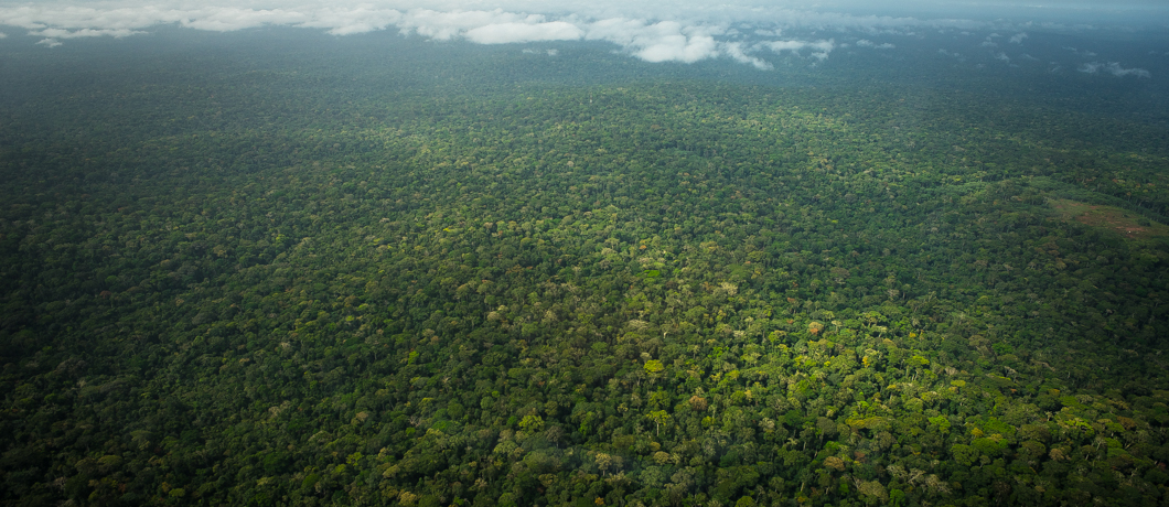 WWF Salviamo le foreste