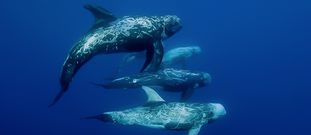 PELAGOS Sanctuary